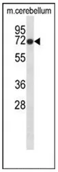 GLRB (N-term) Rabbit Polyclonal Antibody - image 1