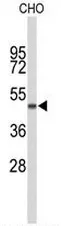 SCYL1BP1 (GORAB) (N-term) Rabbit Polyclonal Antibody - image 1