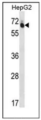 Translation factor GUF1, mitochondrial (GUF1) (N-term) Rabbit Polyclonal Antibody - image 1