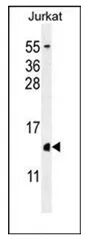 H2A.Z (H2AFZ) (C-term) Rabbit Polyclonal Antibody - image 1