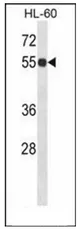 IMPDH1 (N-term) Rabbit Polyclonal Antibody - image 1