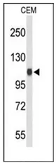 IPO11 (C-term) Rabbit Polyclonal Antibody - image 1
