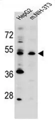 PCMF (KCMF1) (C-term) Rabbit Polyclonal Antibody - image 1