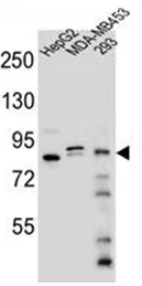 KIAA1310 (KANSL3) (Center) Rabbit Polyclonal Antibody - image 1