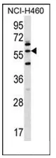 LETM2 (N-term) Rabbit Polyclonal Antibody - image 1