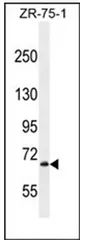 LRRN3 (C-term) Rabbit Polyclonal Antibody - image 1