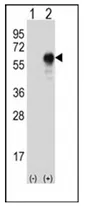 OIT3 Rabbit Polyclonal Antibody - image 1