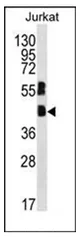 MAFB (C-term) Rabbit Polyclonal Antibody - image 1