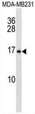 MAGP1 (MFAP2) (N-term) Rabbit Polyclonal Antibody - image 1