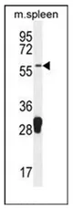 MOCS1 (C-term) Rabbit Polyclonal Antibody - image 1