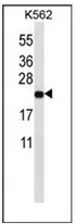 MT ND3 (ND3) (N-term) Rabbit Polyclonal Antibody - image 1