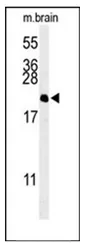 NAP1L5 (Center) Rabbit Polyclonal Antibody - image 1