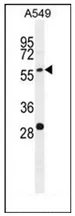 PALM3 (C-term) Rabbit Polyclonal Antibody - image 1