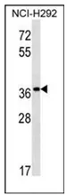 PGA3 (C-term) Rabbit Polyclonal Antibody - image 1