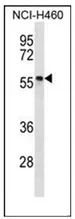 PHAX (C-term) Rabbit Polyclonal Antibody - image 1