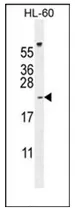 PLA2G2C (C-term) Rabbit Polyclonal Antibody - image 1