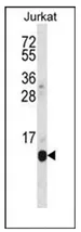 POLR2G (C-term) Rabbit Polyclonal Antibody - image 1
