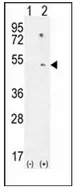 PON1 (Center) Rabbit Polyclonal Antibody - image 1