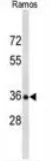 BOB1 (POU2AF1) (N-term) Rabbit Polyclonal Antibody - image 1