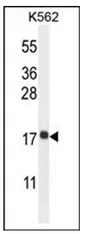 RPL27A (C-term) Rabbit Polyclonal Antibody - image 1