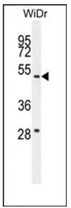 RTN4IP1 (C-term) Rabbit Polyclonal Antibody - image 1