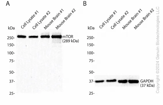 IntactProtein Cell/Tissue Lysis Buffer - image 1