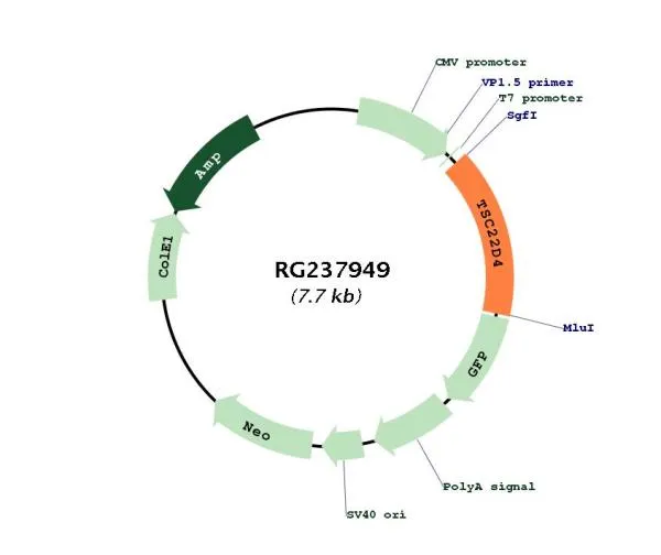 TSC22 domain family, member 4 (TSC22D4) (NM_001303043) Human Tagged ORF Clone - image 1