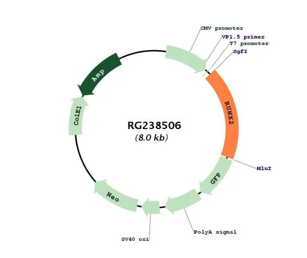RUNX2 (NM_001278478) Human Tagged ORF Clone - image 1