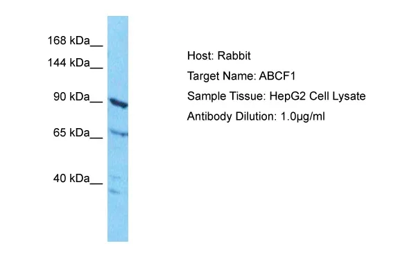 ABCF1 Rabbit Polyclonal Antibody - image 1