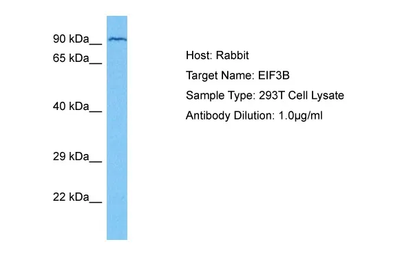 EIF3B Rabbit Polyclonal Antibody - image 1