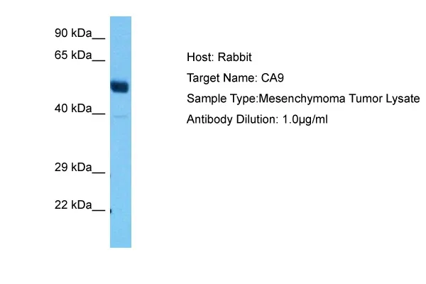 Carbonic Anhydrase IX (CA9) Rabbit Polyclonal Antibody - image 1