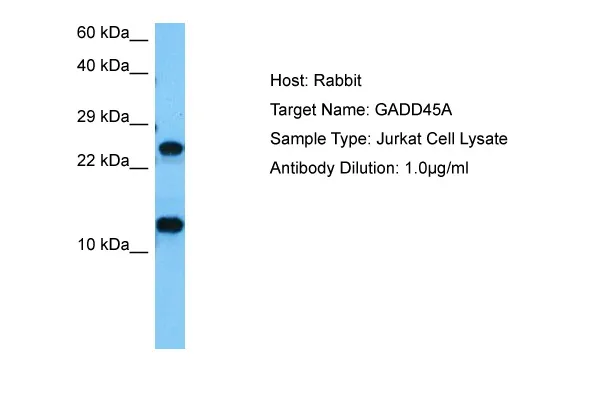 GADD45A Rabbit Polyclonal Antibody - image 1