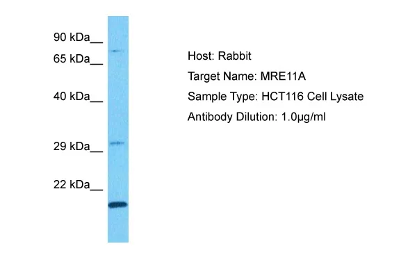 MRE11 Rabbit Polyclonal Antibody - image 1