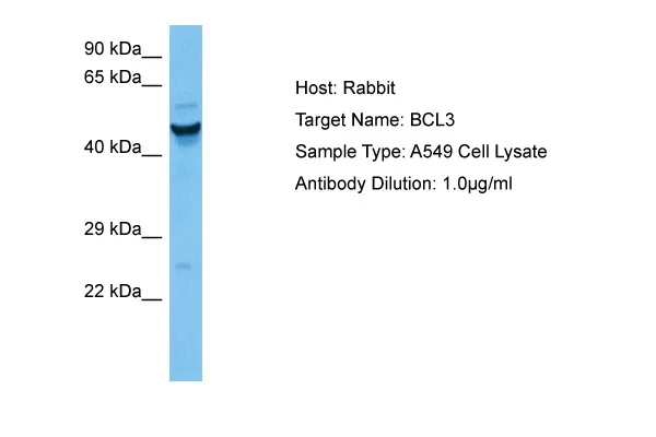 BCL3 Rabbit Polyclonal Antibody - image 1