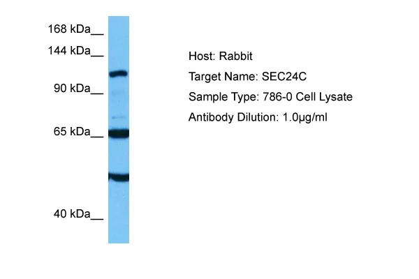 SEC24C Rabbit Polyclonal Antibody - image 1