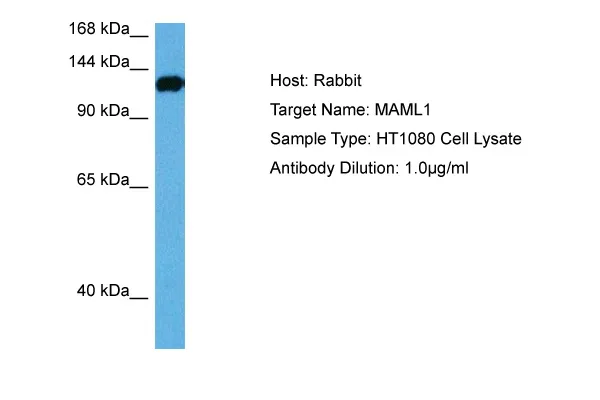 MAML1 Rabbit Polyclonal Antibody - image 1