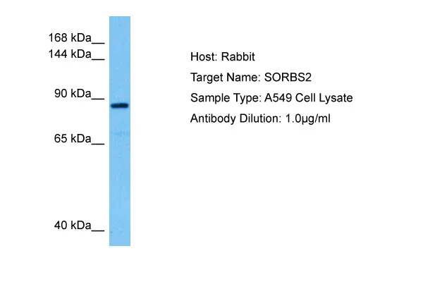 SORBS2 Rabbit Polyclonal Antibody - image 1