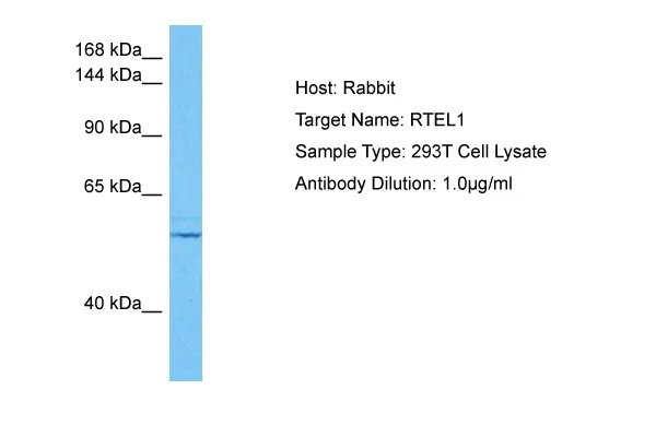 RTEL1 Rabbit Polyclonal Antibody - image 1