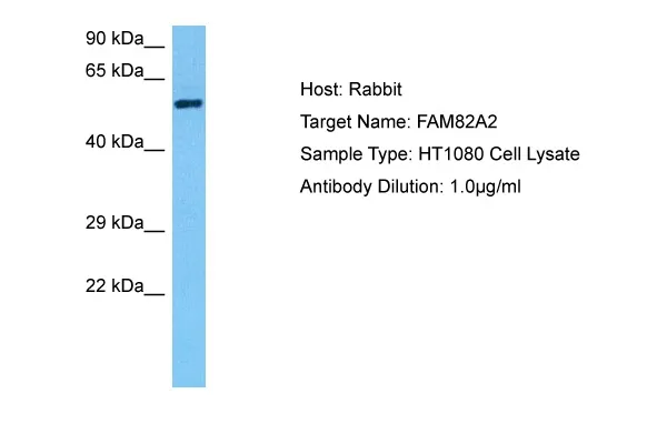 FAM82A2 (RMDN3) Rabbit Polyclonal Antibody - image 1
