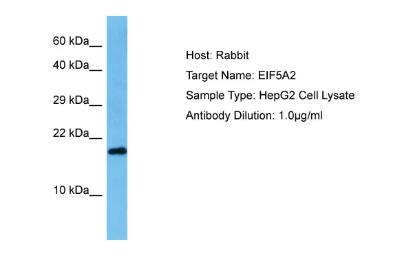 EIF5A2 Rabbit Polyclonal Antibody - image 1