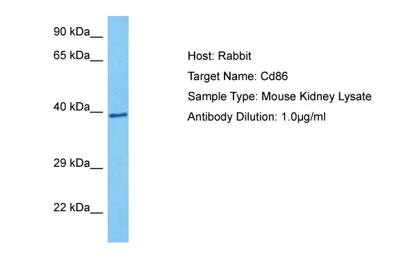 Cd86 Rabbit Polyclonal Antibody - image 1