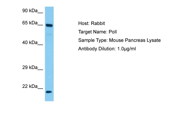 Poll Rabbit Polyclonal Antibody - image 1