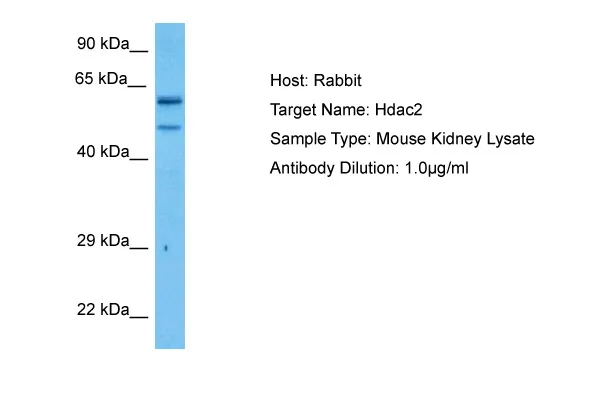 Hdac2 Rabbit Polyclonal Antibody - image 1