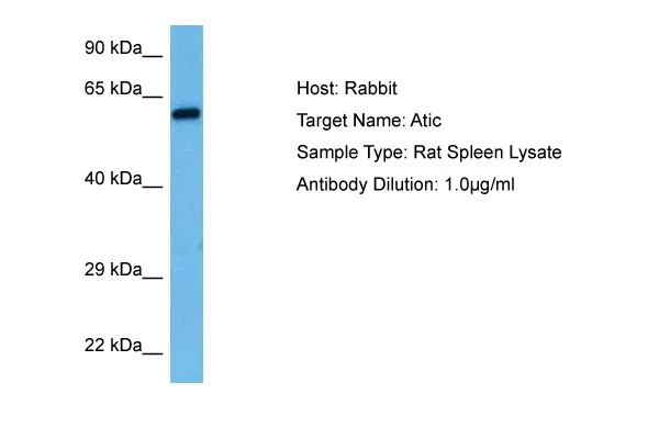 Atic Rabbit Polyclonal Antibody - image 1