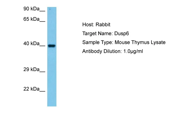 Dusp6 Rabbit Polyclonal Antibody - image 1