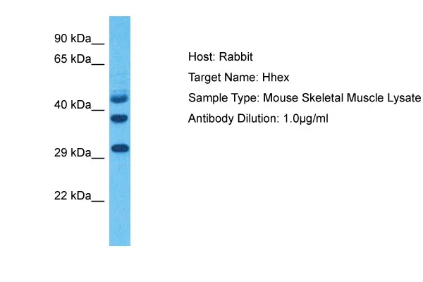 Hhex Rabbit Polyclonal Antibody - image 1