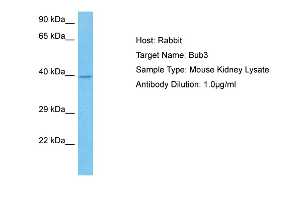Bub3 Rabbit Polyclonal Antibody - image 1