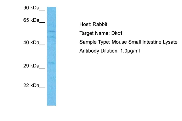 Dkc1 Rabbit Polyclonal Antibody - image 1
