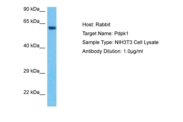 Pdpk1 Rabbit Polyclonal Antibody - image 1