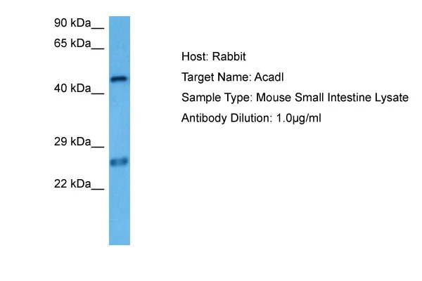 Acadl Rabbit Polyclonal Antibody - image 1